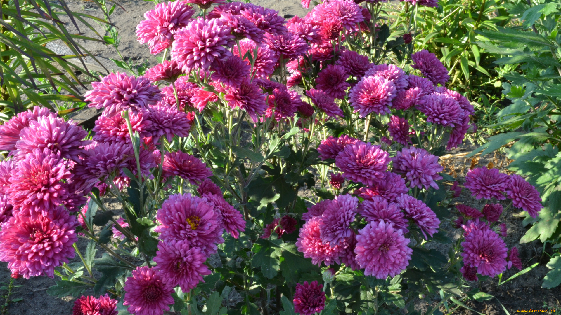 цветы, хризантемы, куст