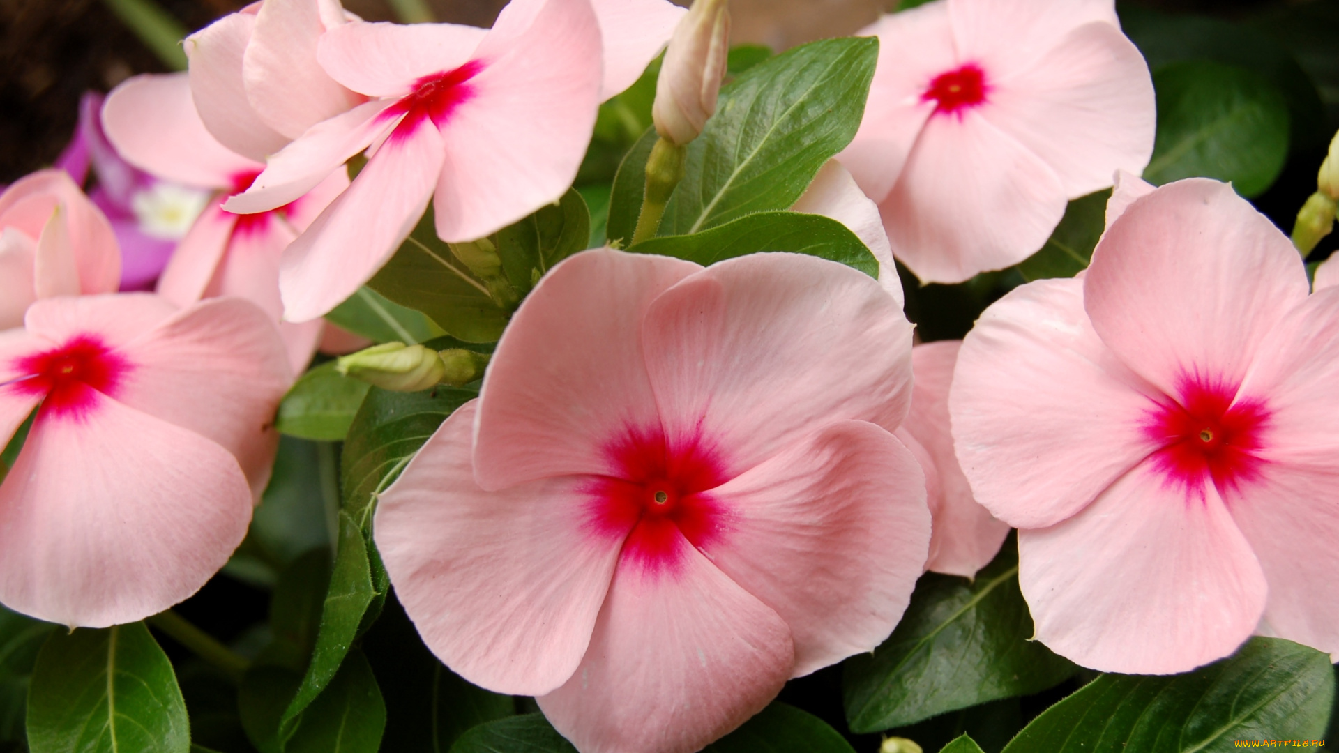 цветы, катарантусы, розовый