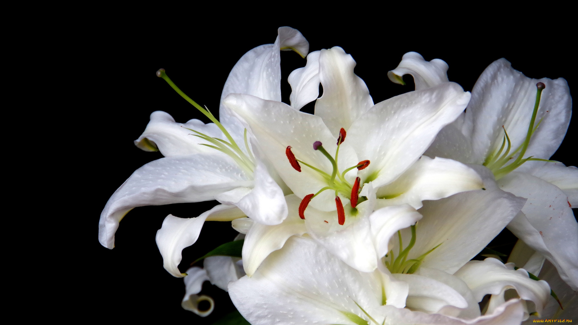 цветы, лилии, лилейники, белый