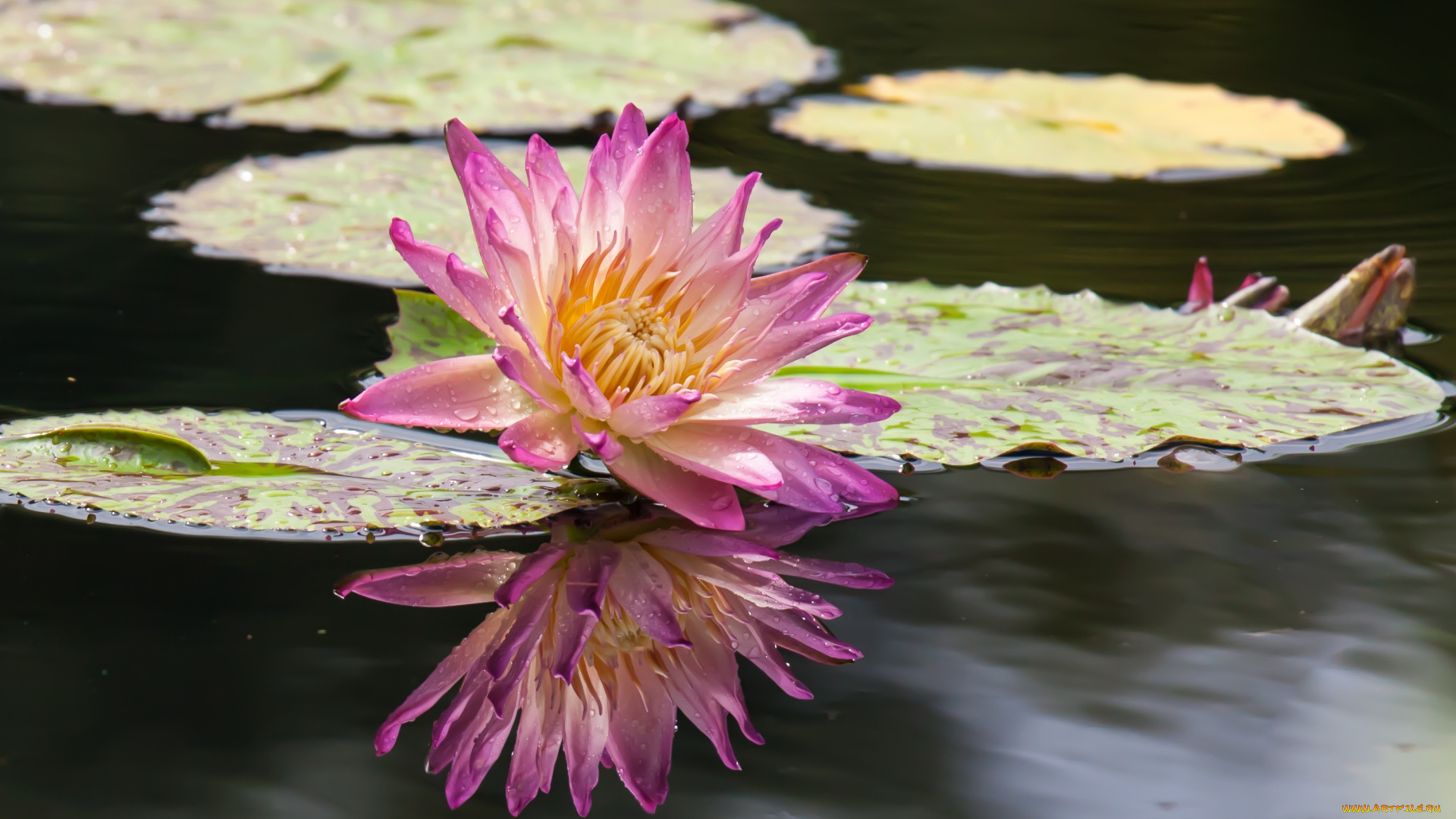цветы, лилии, водяные, нимфеи, кувшинки, вода, розовый