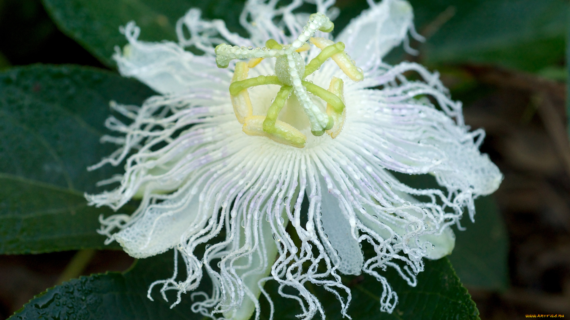 цветы, пассифлора, экзотика