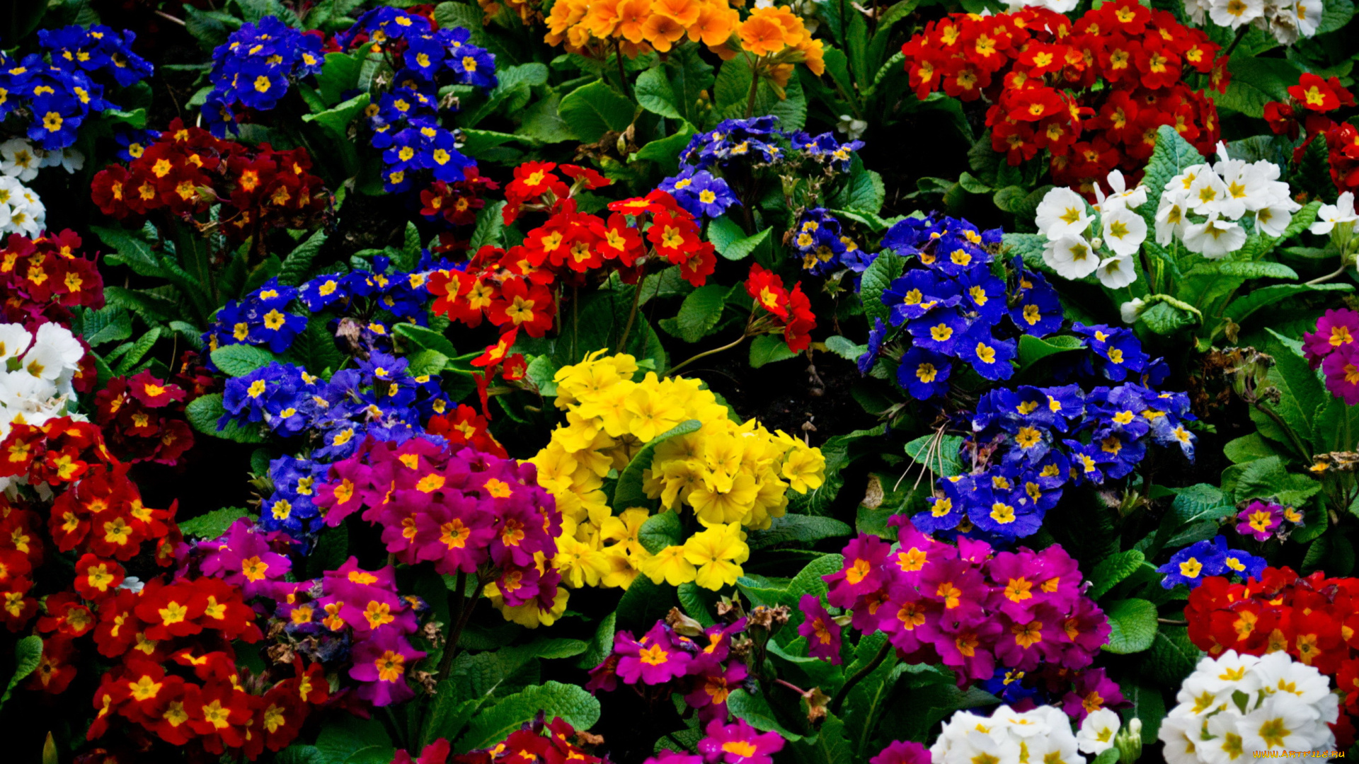 цветы, примулы, примула