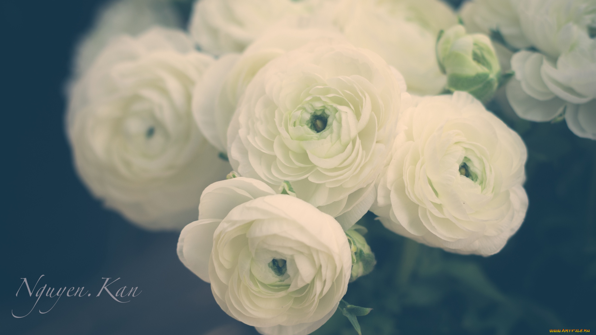 цветы, ранункулюс, азиатский, лютик, лютики