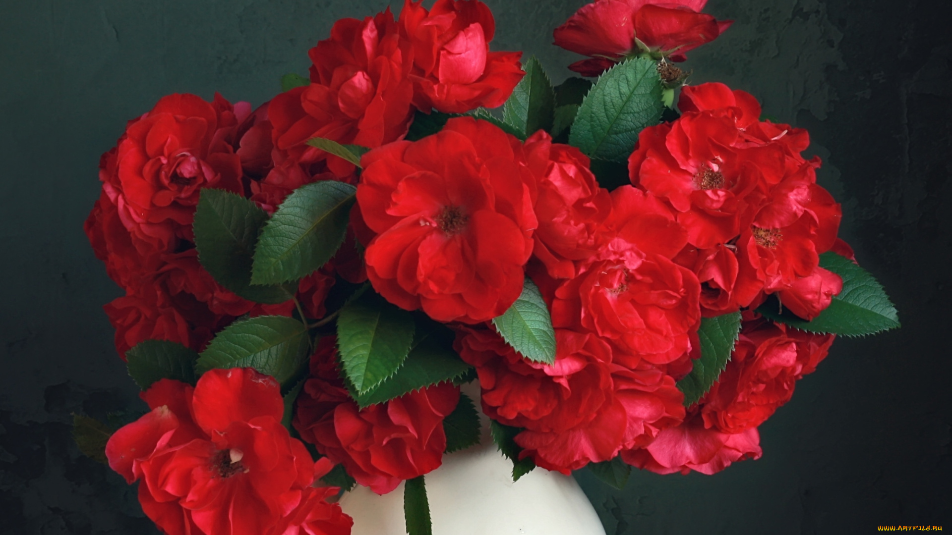 цветы, розы, красный