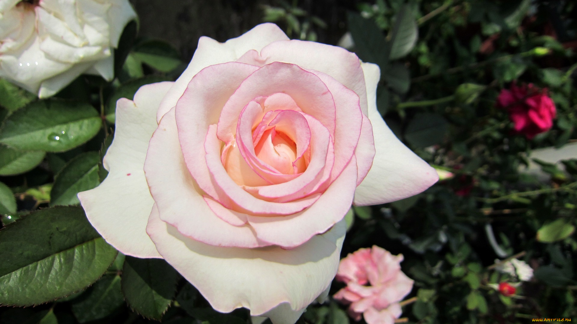 цветы, розы, макро