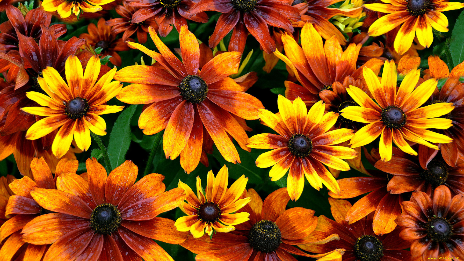 цветы, рудбекия, оранжевый