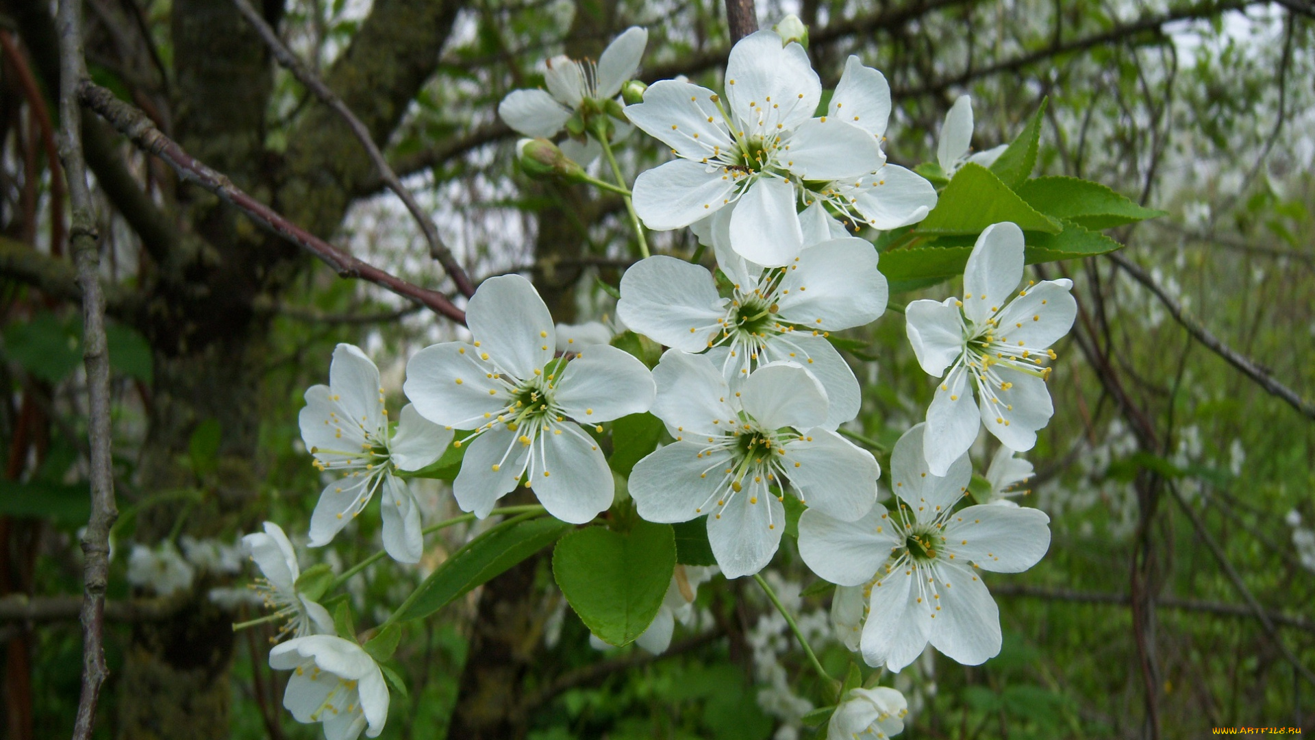 цветы, сакура, вишня, белые