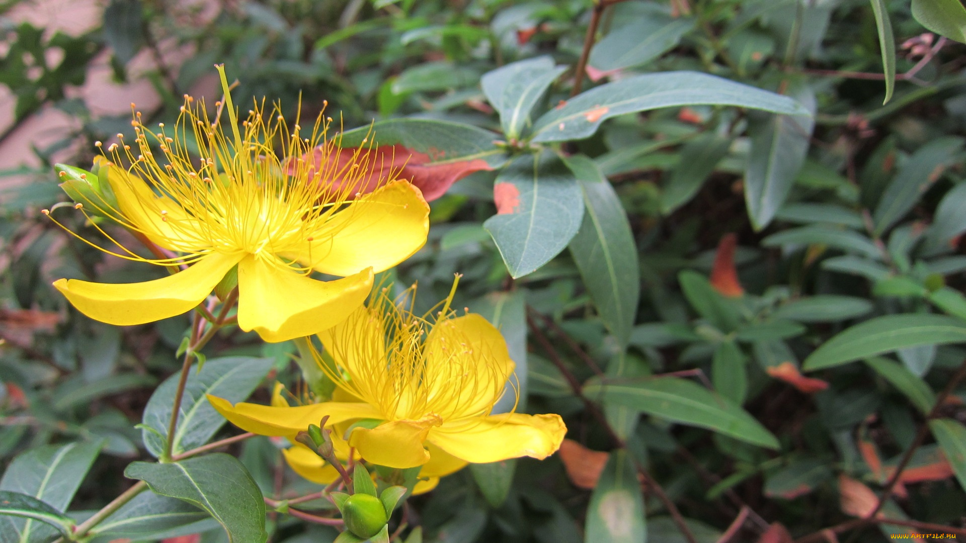 цветы, желтый