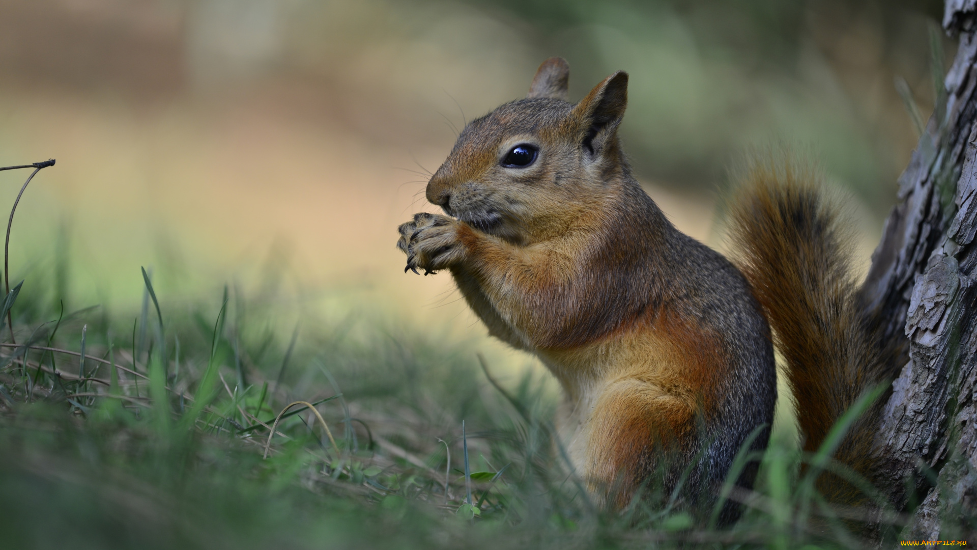 животные, белки, зверек
