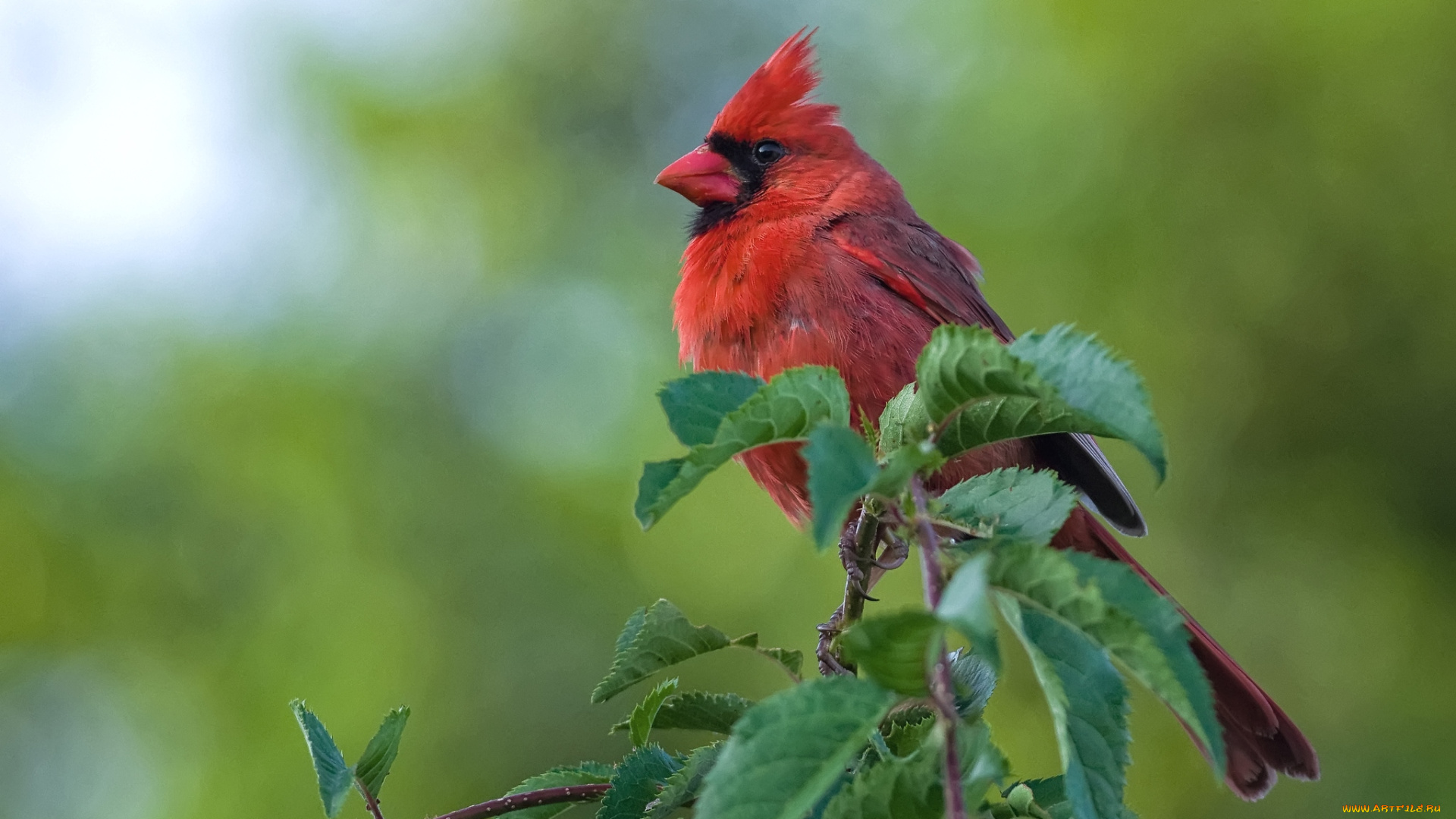 животные, кардиналы, хохолок, красный