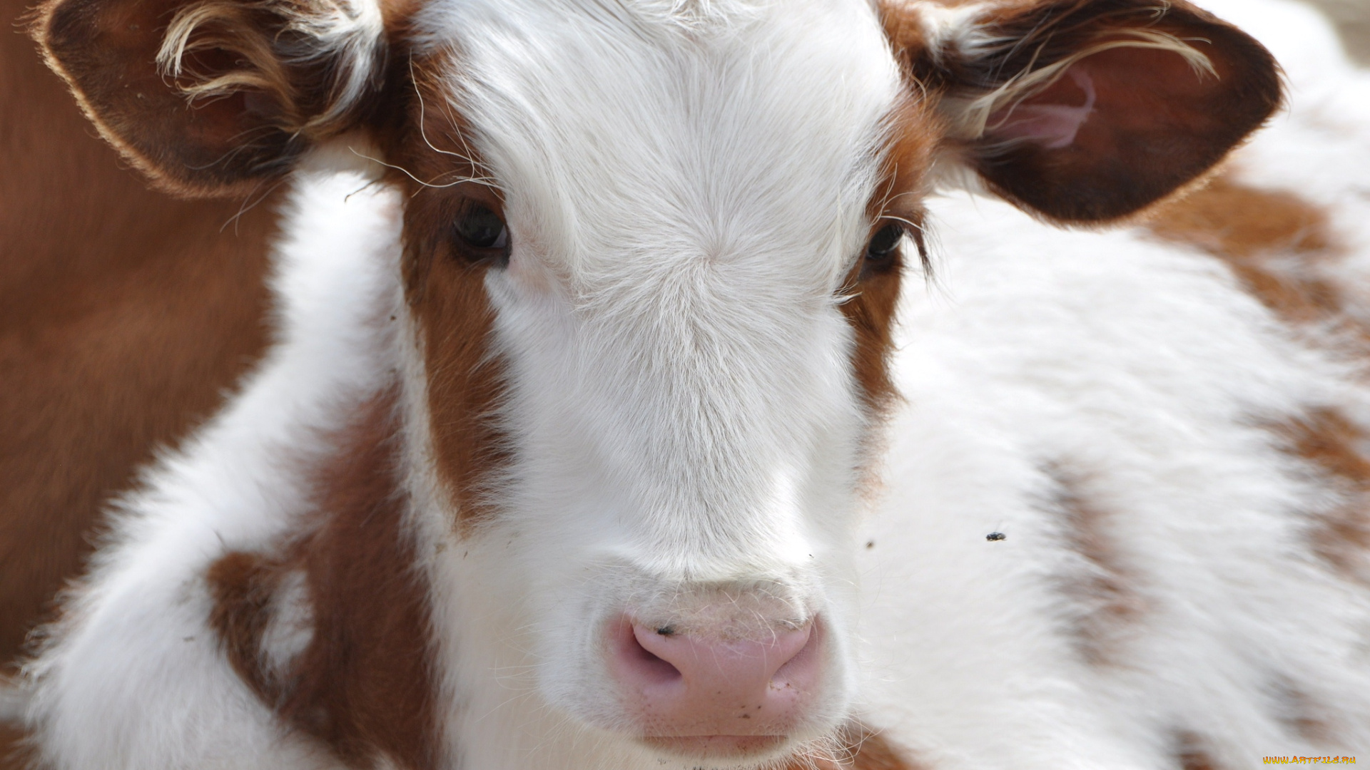 животные, коровы, буйволы, теленок