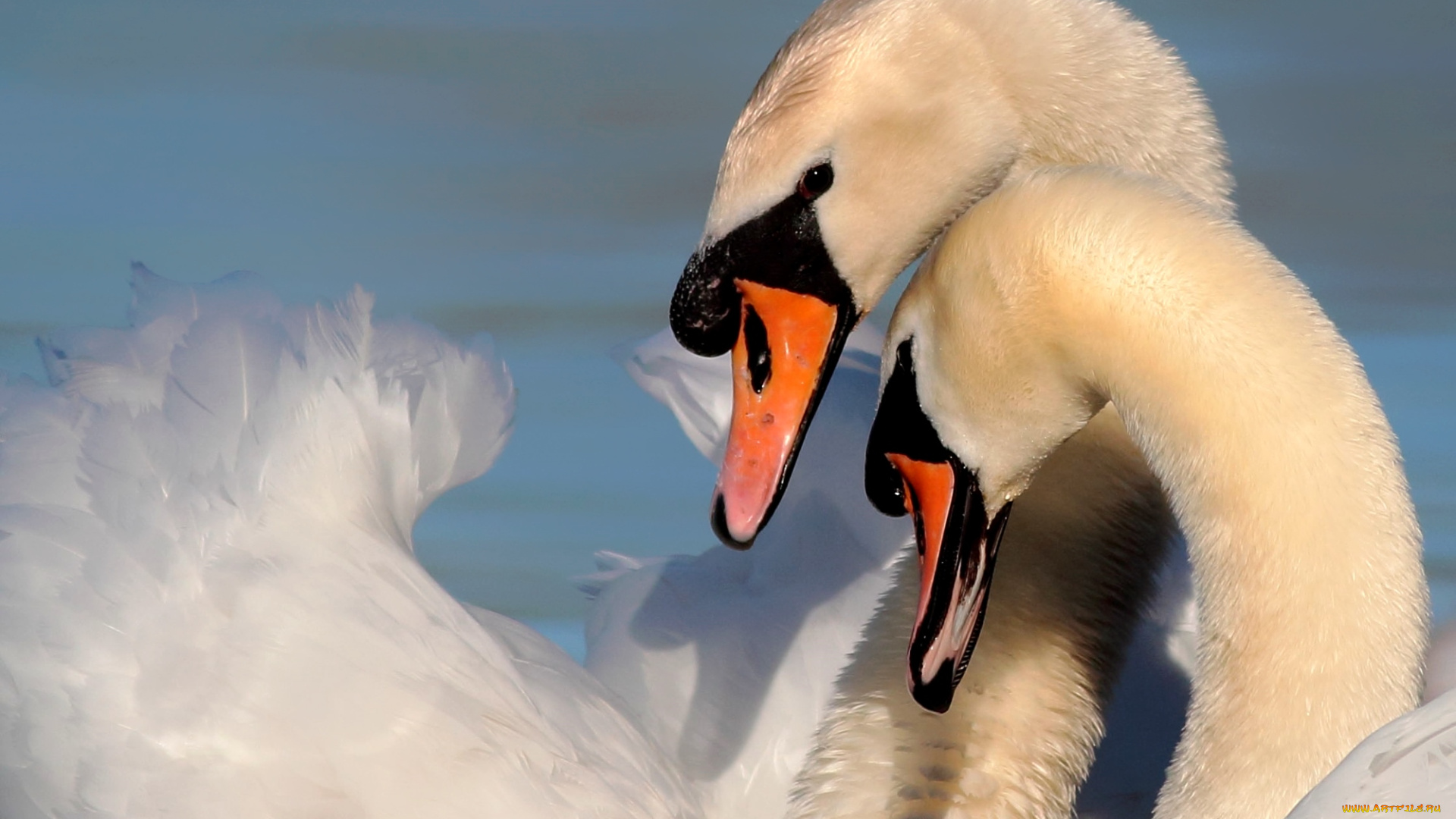 животные, лебеди, пара