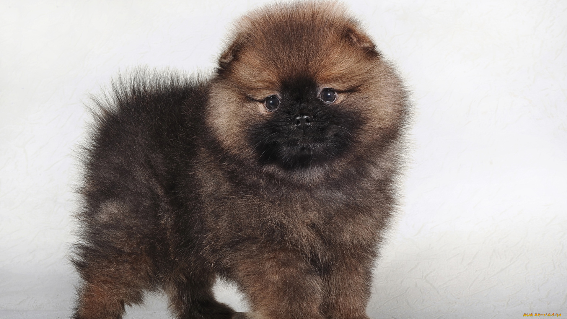 животные, собаки, щенок