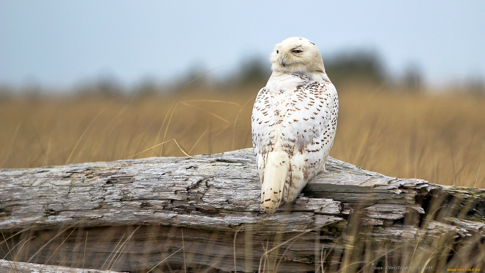 животные, совы, коряга
