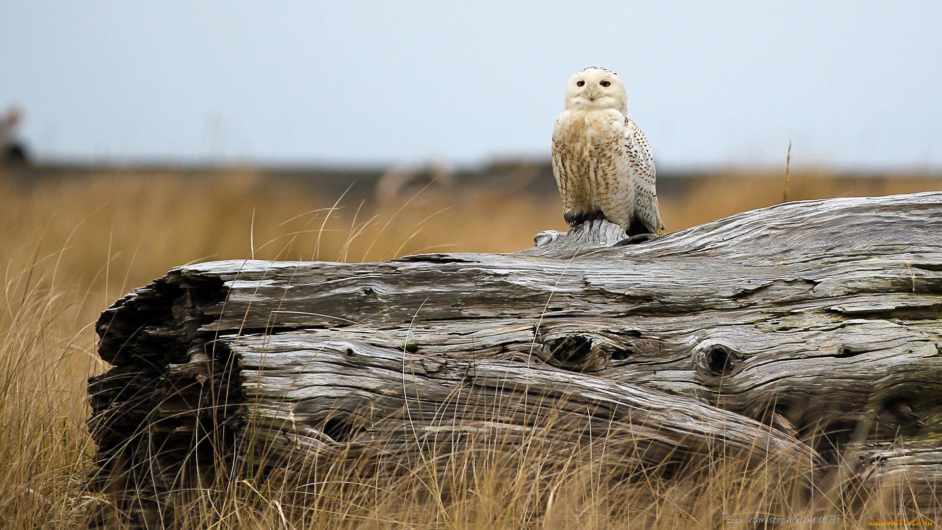 животные, совы, коряга