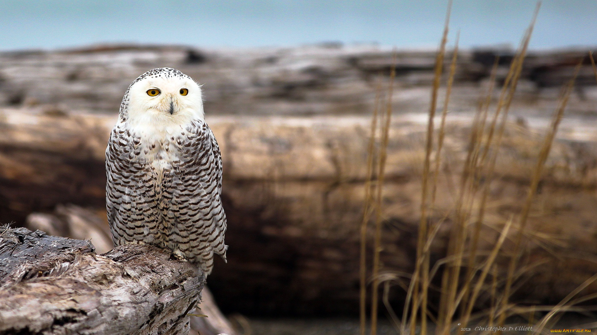 животные, совы, взгляд