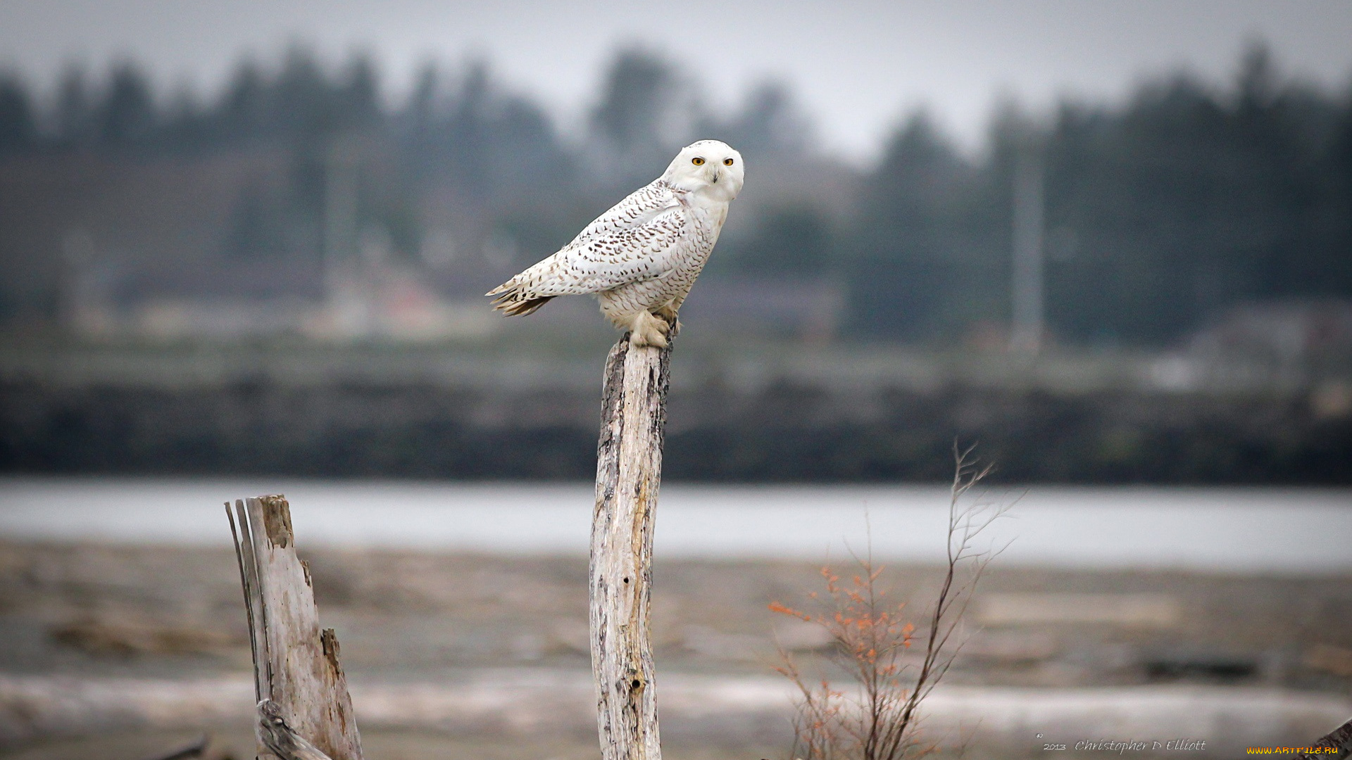 животные, совы, взгляд