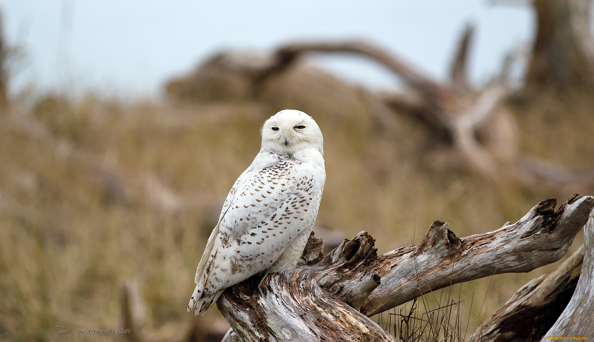 животные, совы, коряга