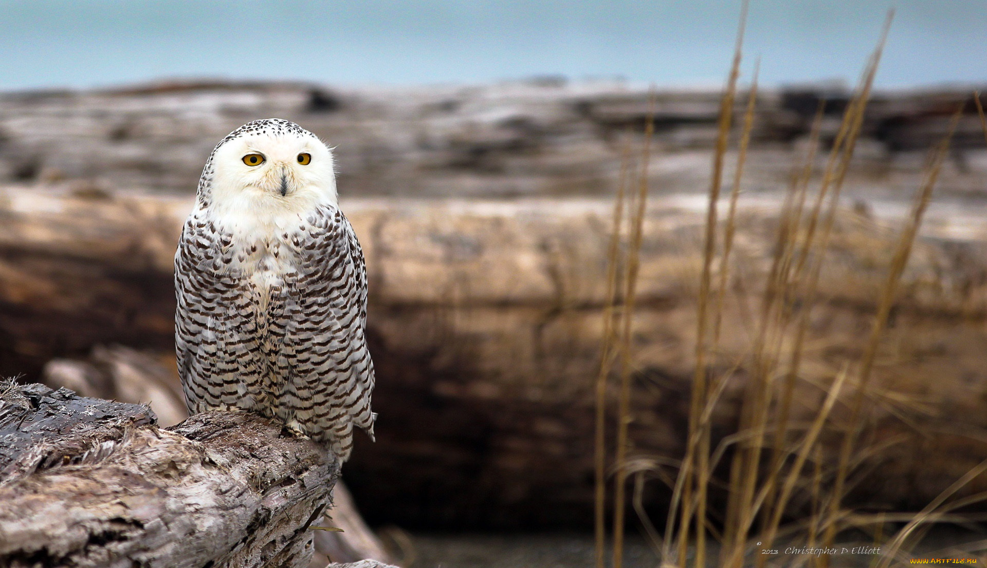 животные, совы, взгляд