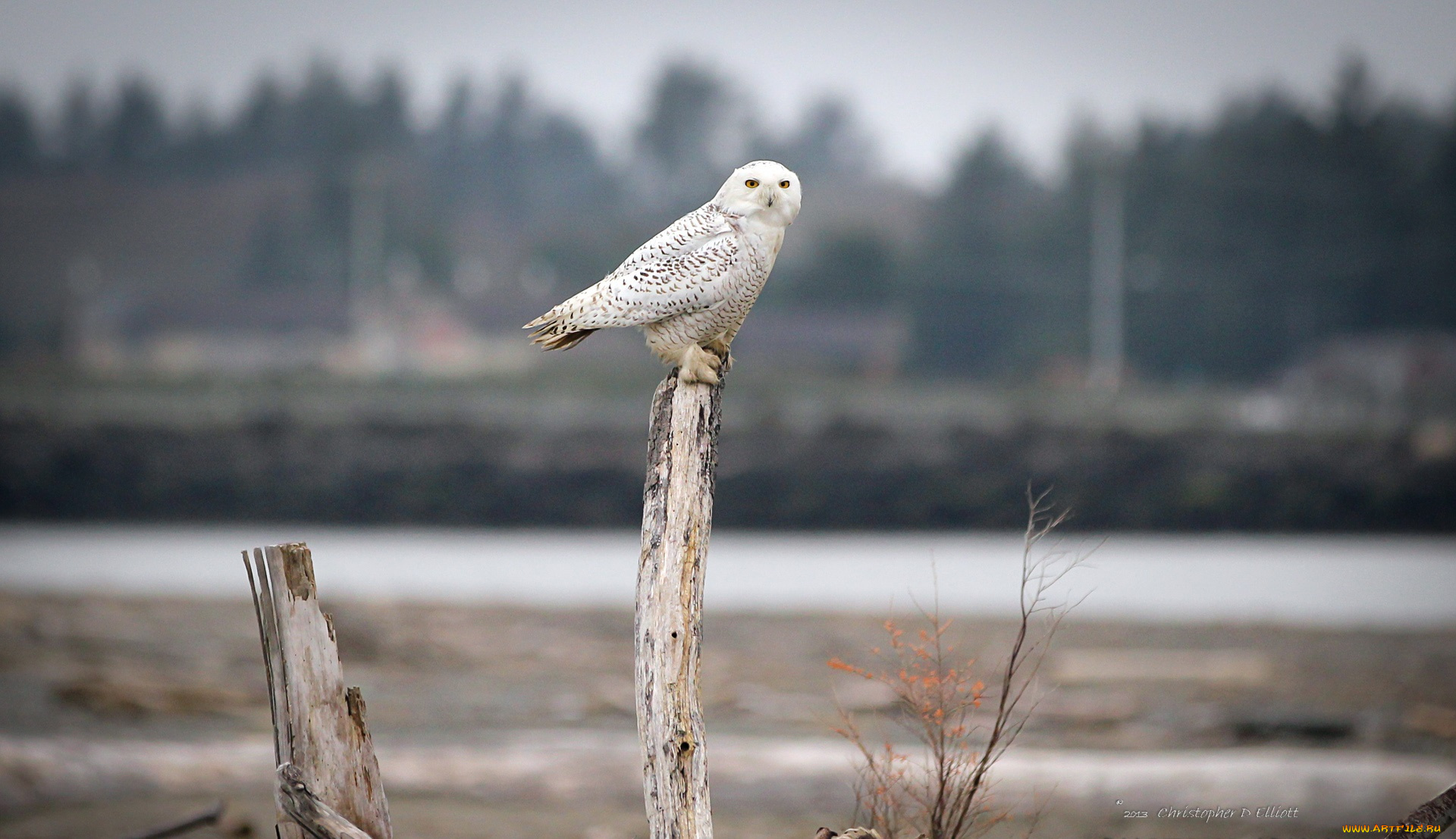 животные, совы, взгляд