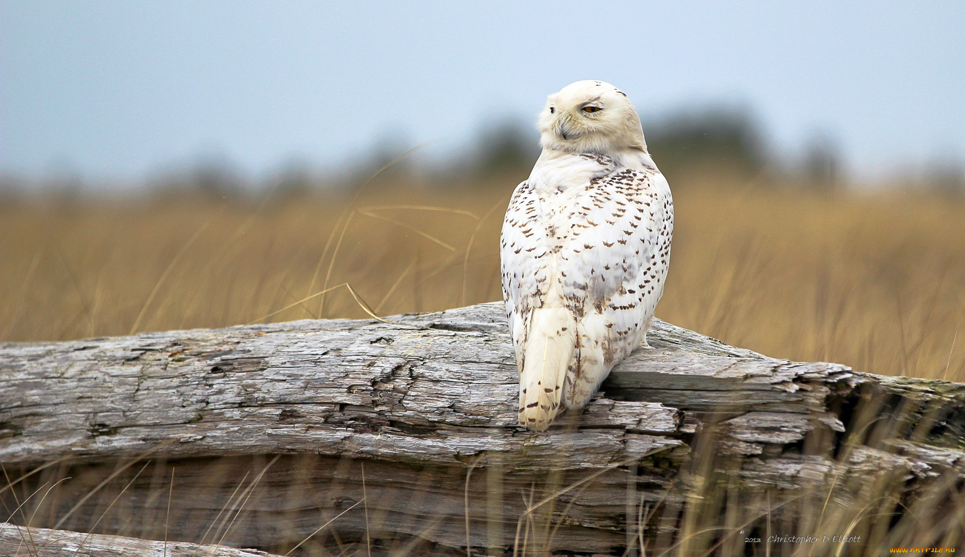 животные, совы, коряга