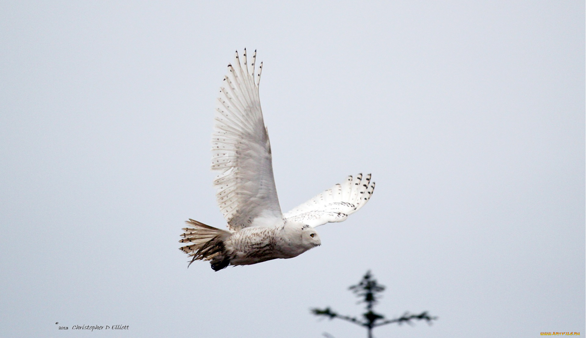 животные, совы, полет