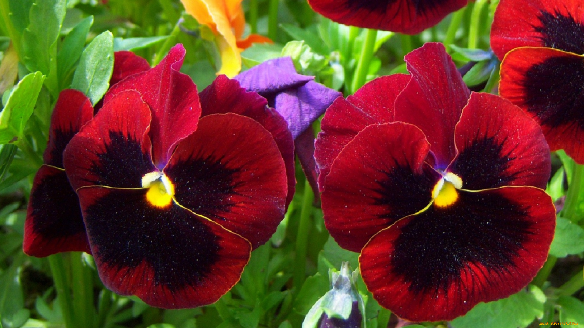 цветы, анютины, глазки, садовые, фиалки, коричневые