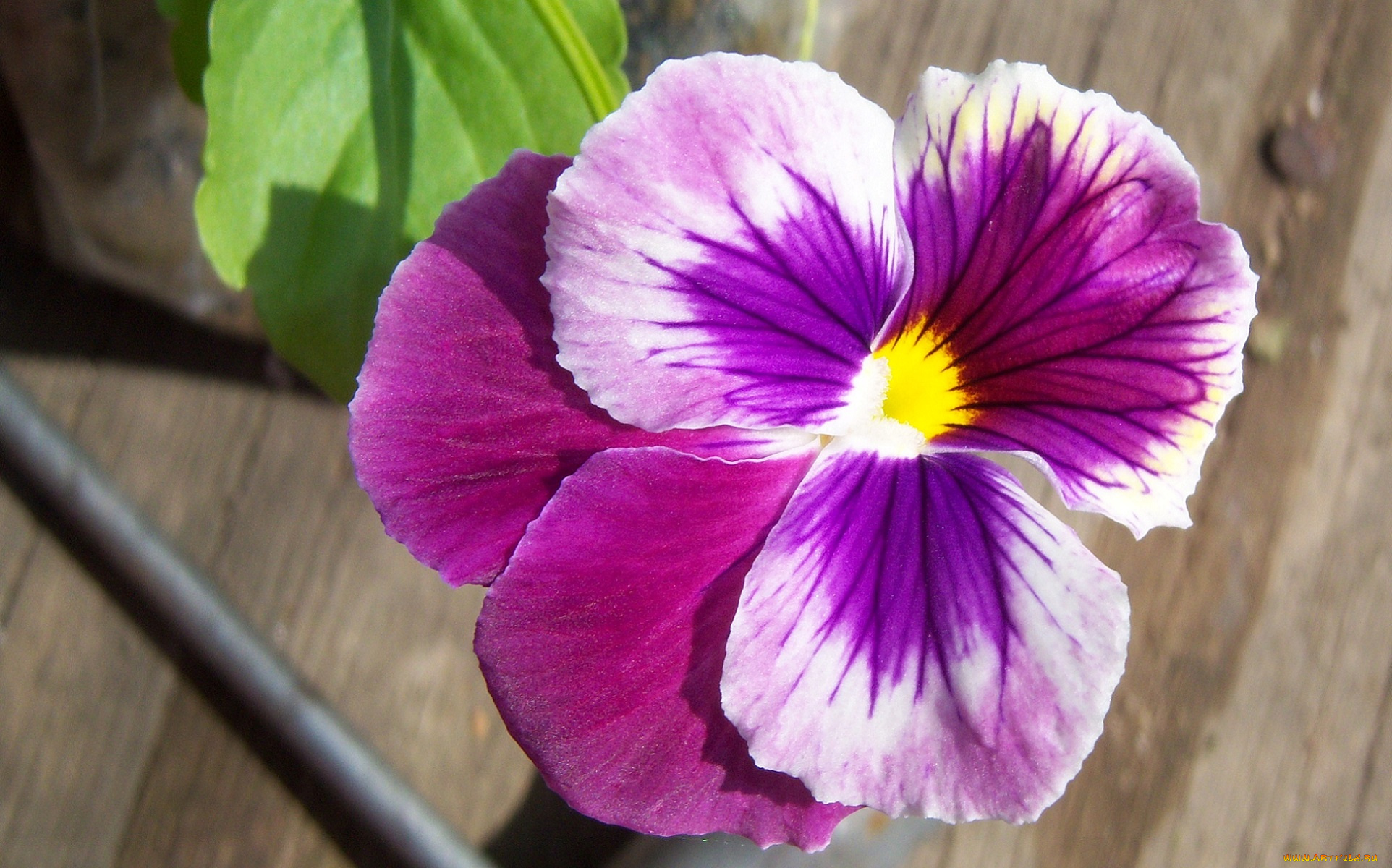 цветы, анютины, глазки, садовые, фиалки, цветок, сиреневый