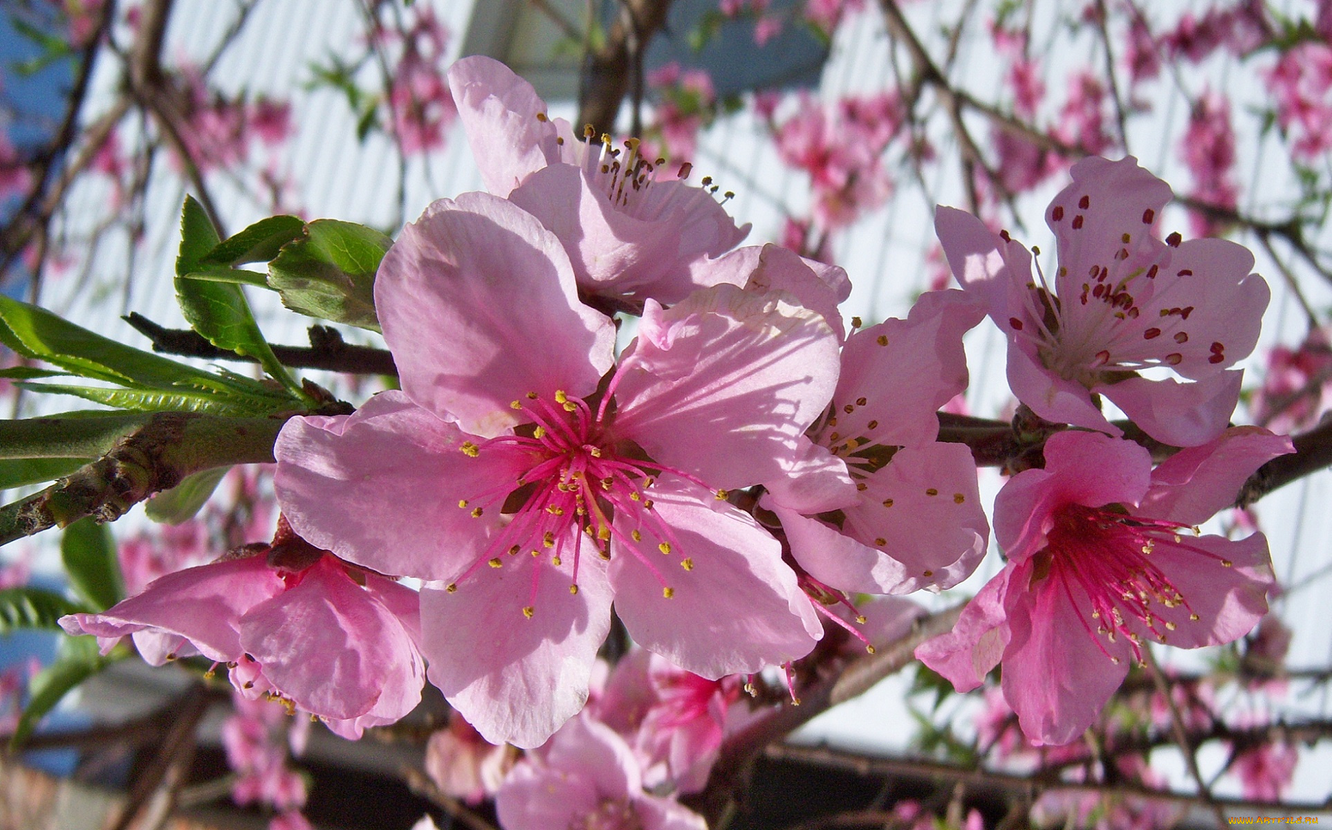 цветы, цветущие, деревья, кустарники, розовые, персик