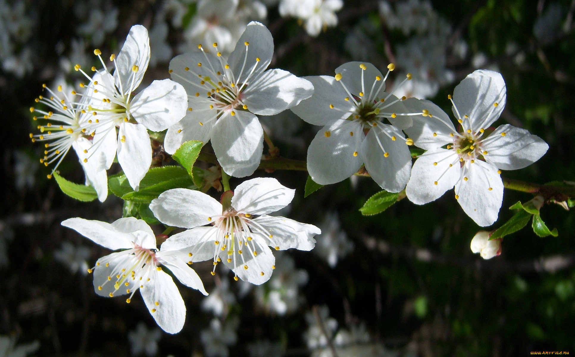 цветы, цветущие, деревья, кустарники, алыча, белые