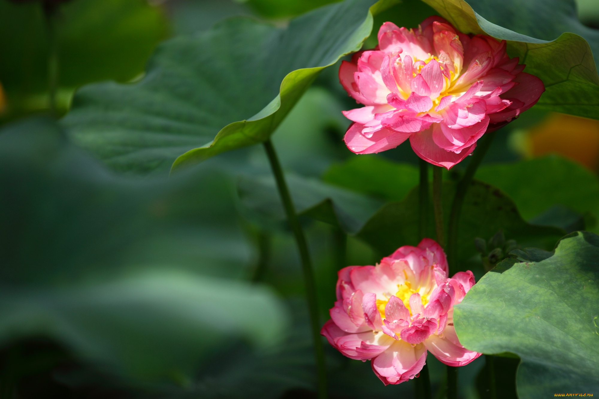 цветы, лотосы, пара