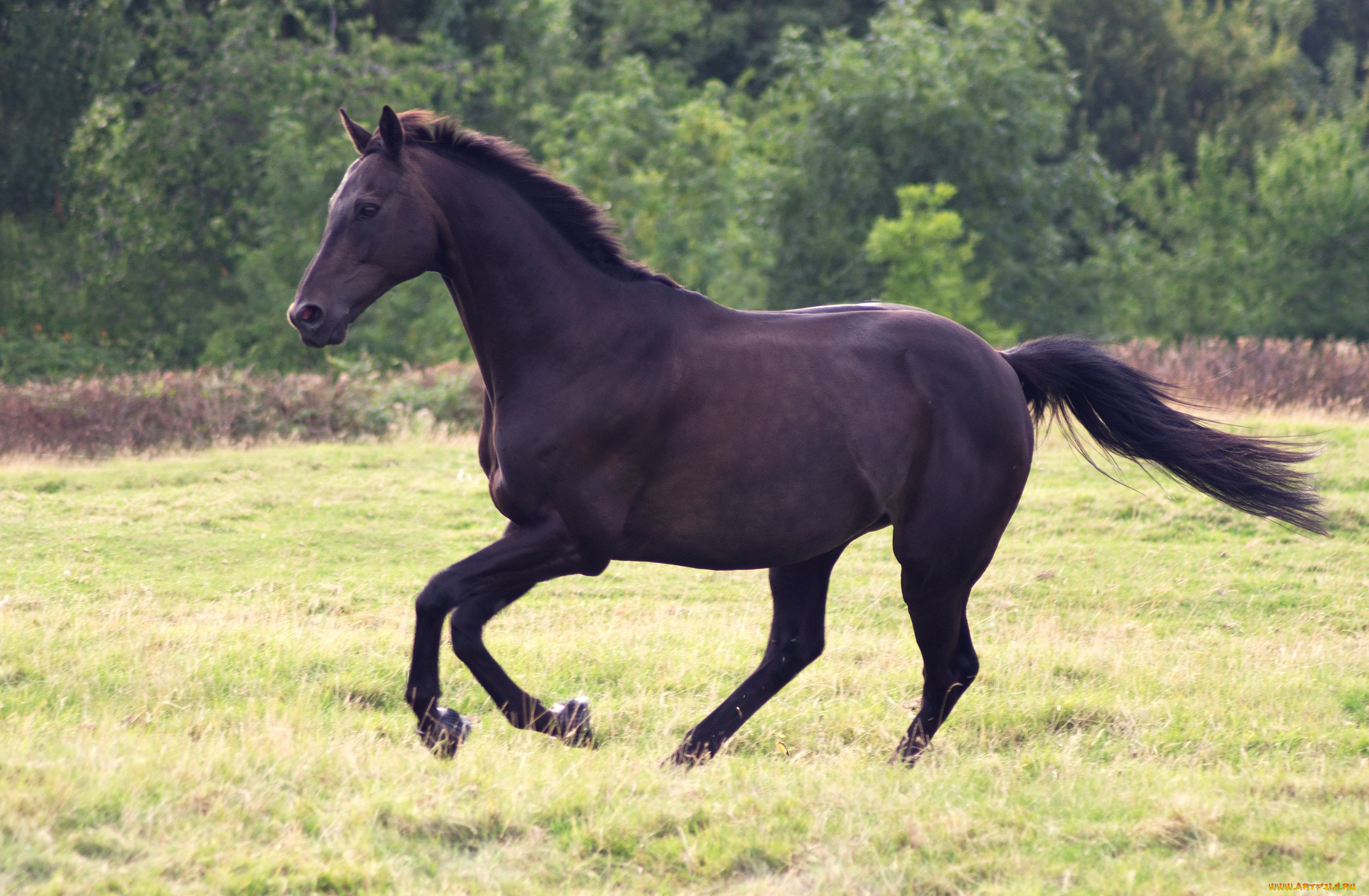 животные, лошади, вороной