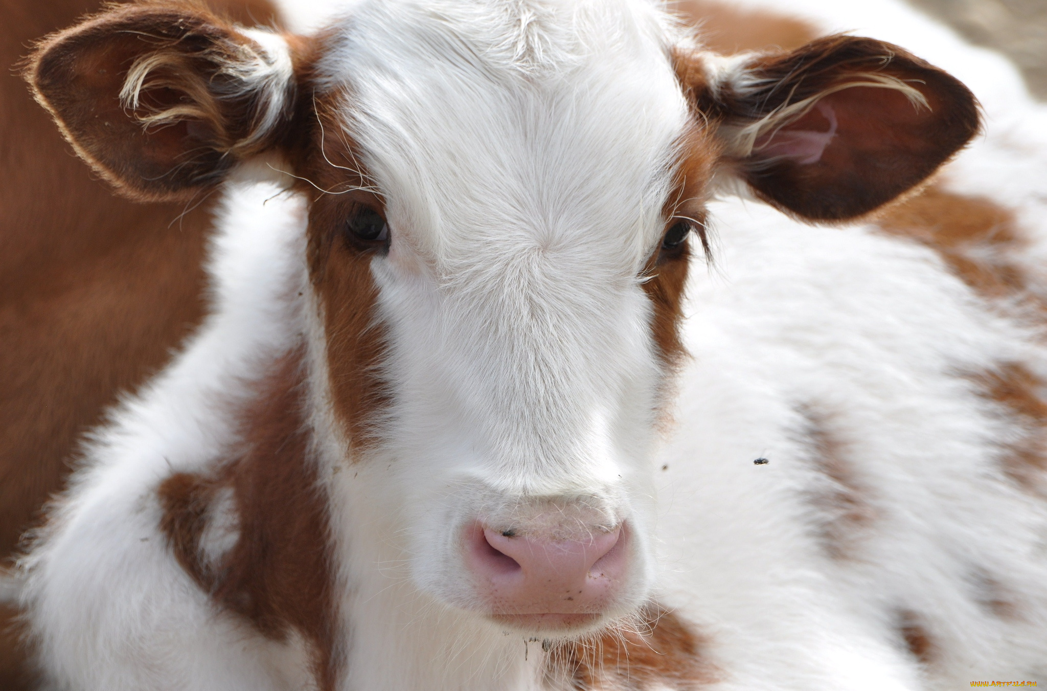 животные, коровы, буйволы, теленок