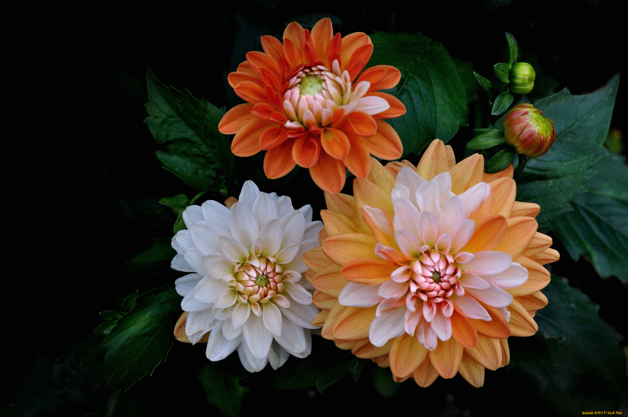 цветы, георгины, пышные