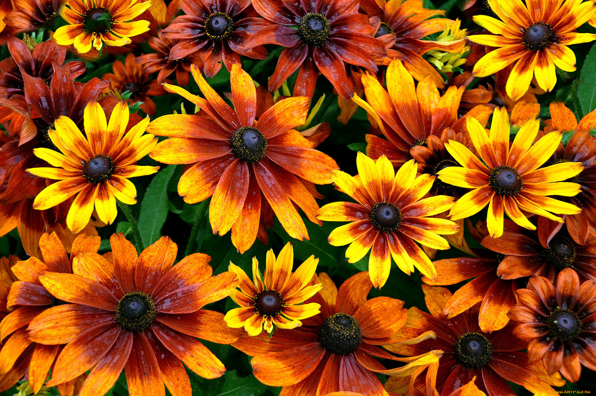 цветы, рудбекия, оранжевый