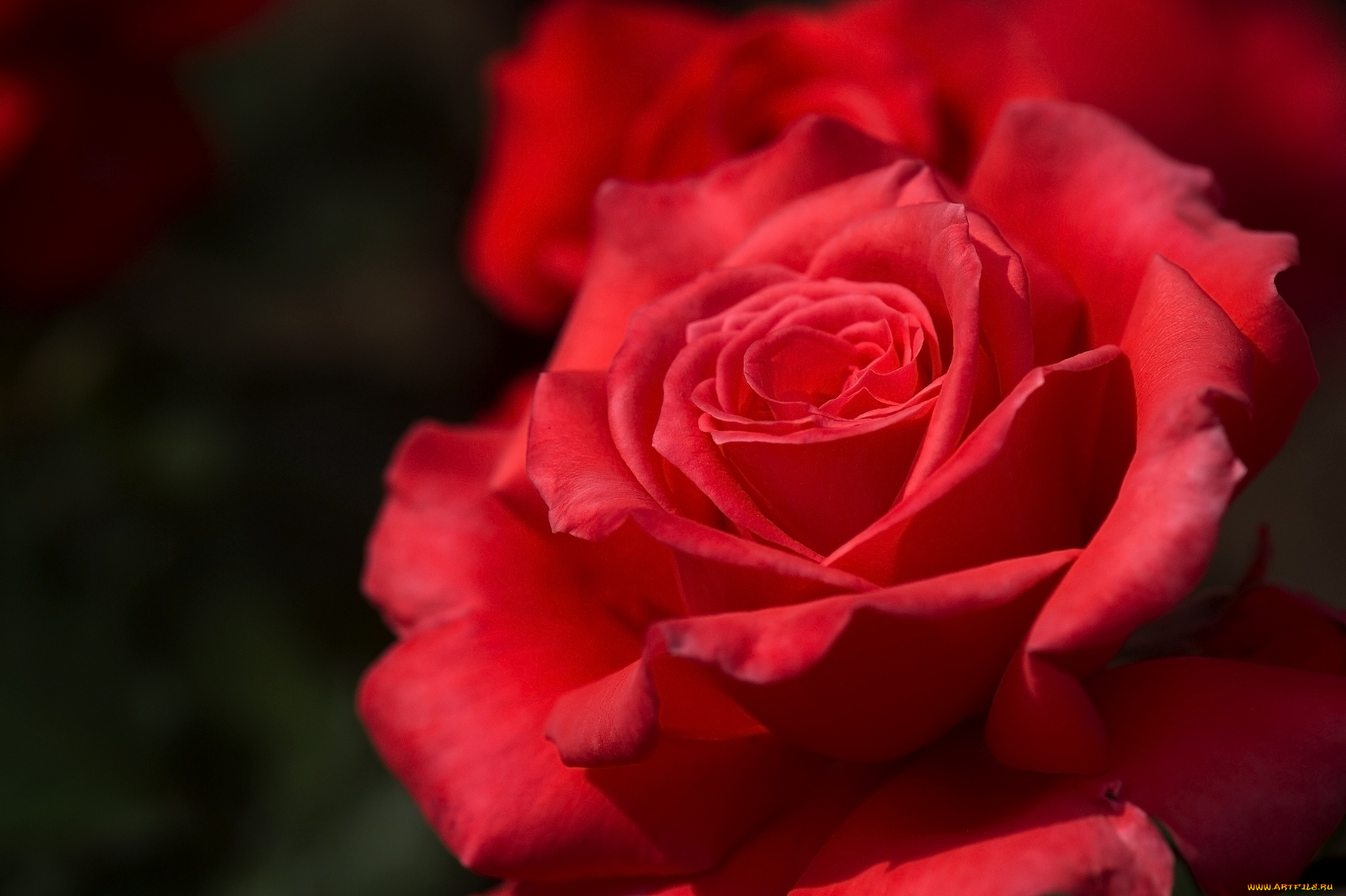 цветы, розы, красный