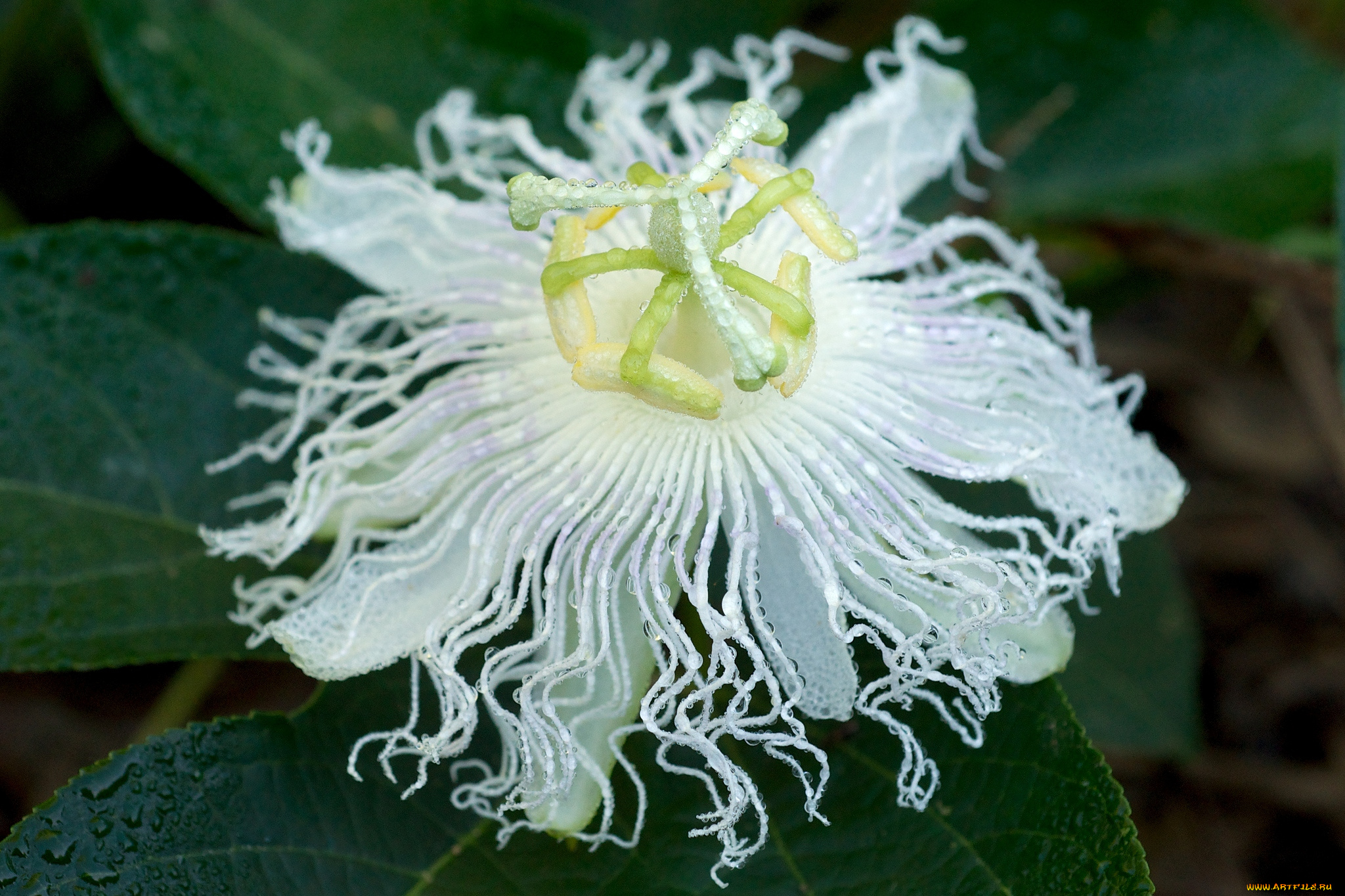 цветы, пассифлора, экзотика