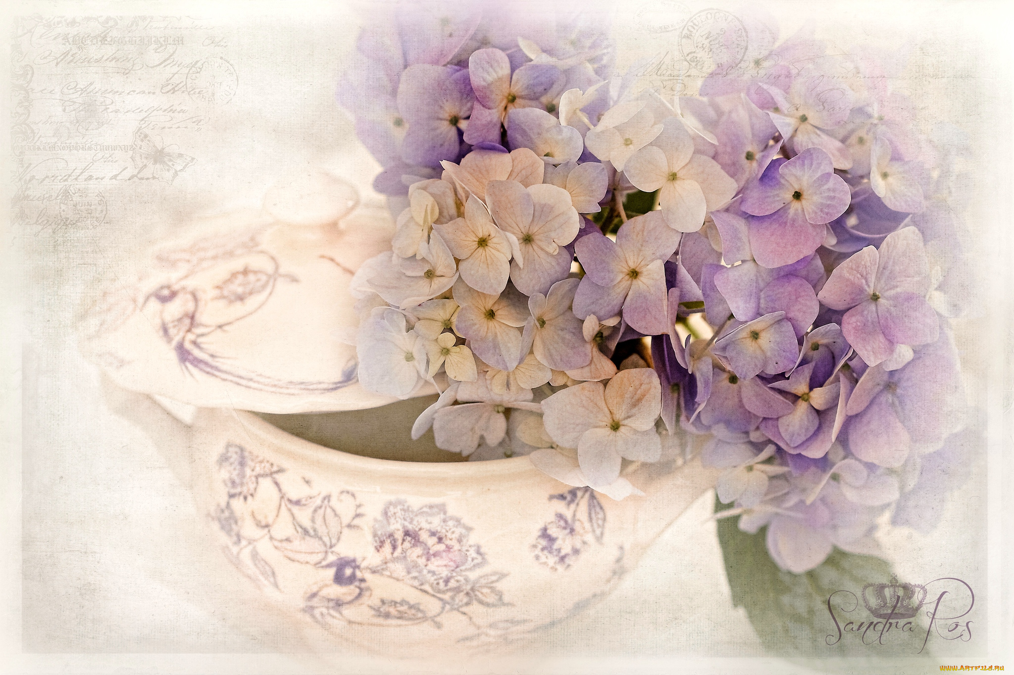 цветы, гортензия, винтаж