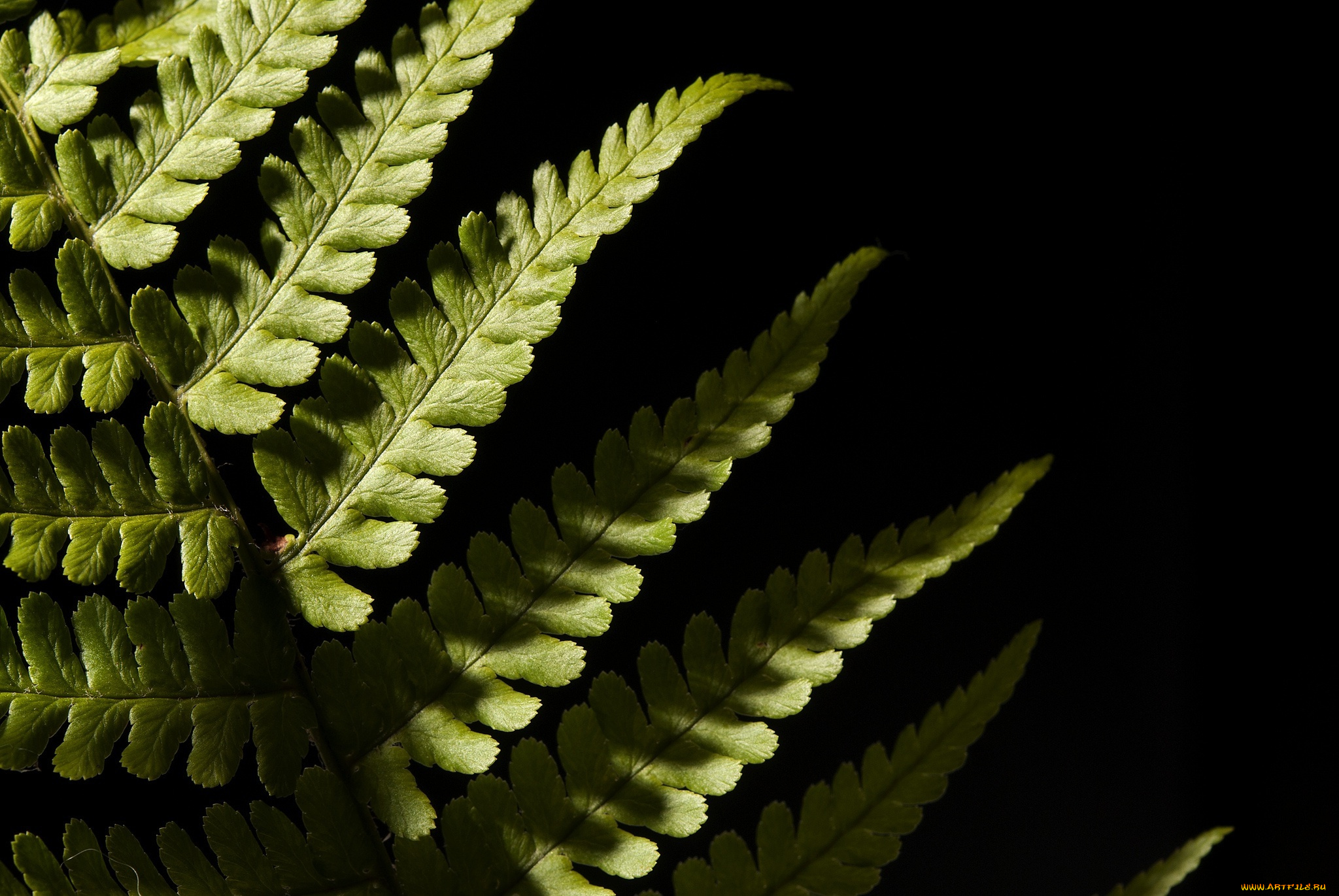 природа, листья, темный, фон, лист