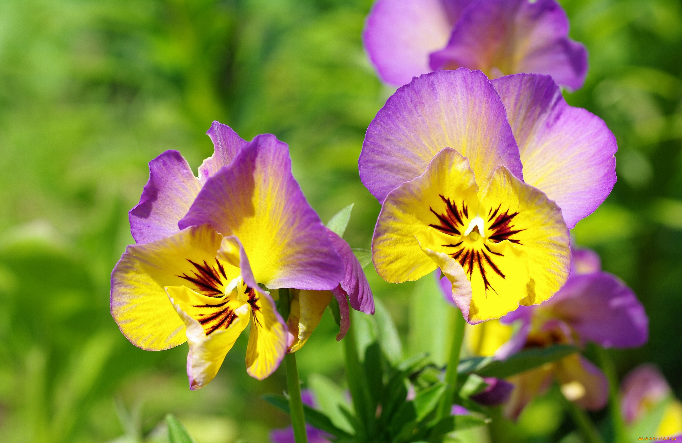 цветы, анютины, глазки, садовые, фиалки, яркий