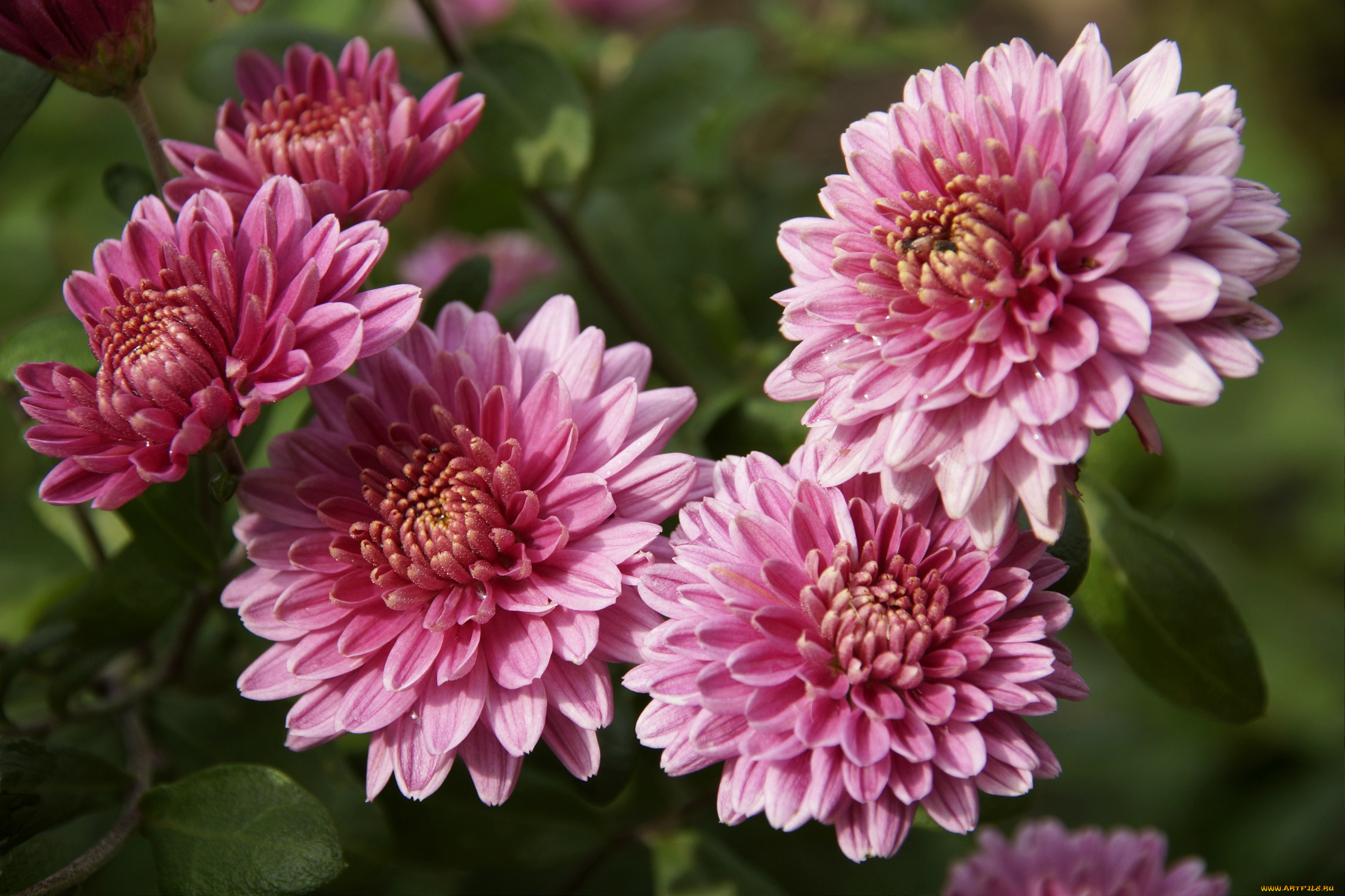 цветы, хризантемы, розовый