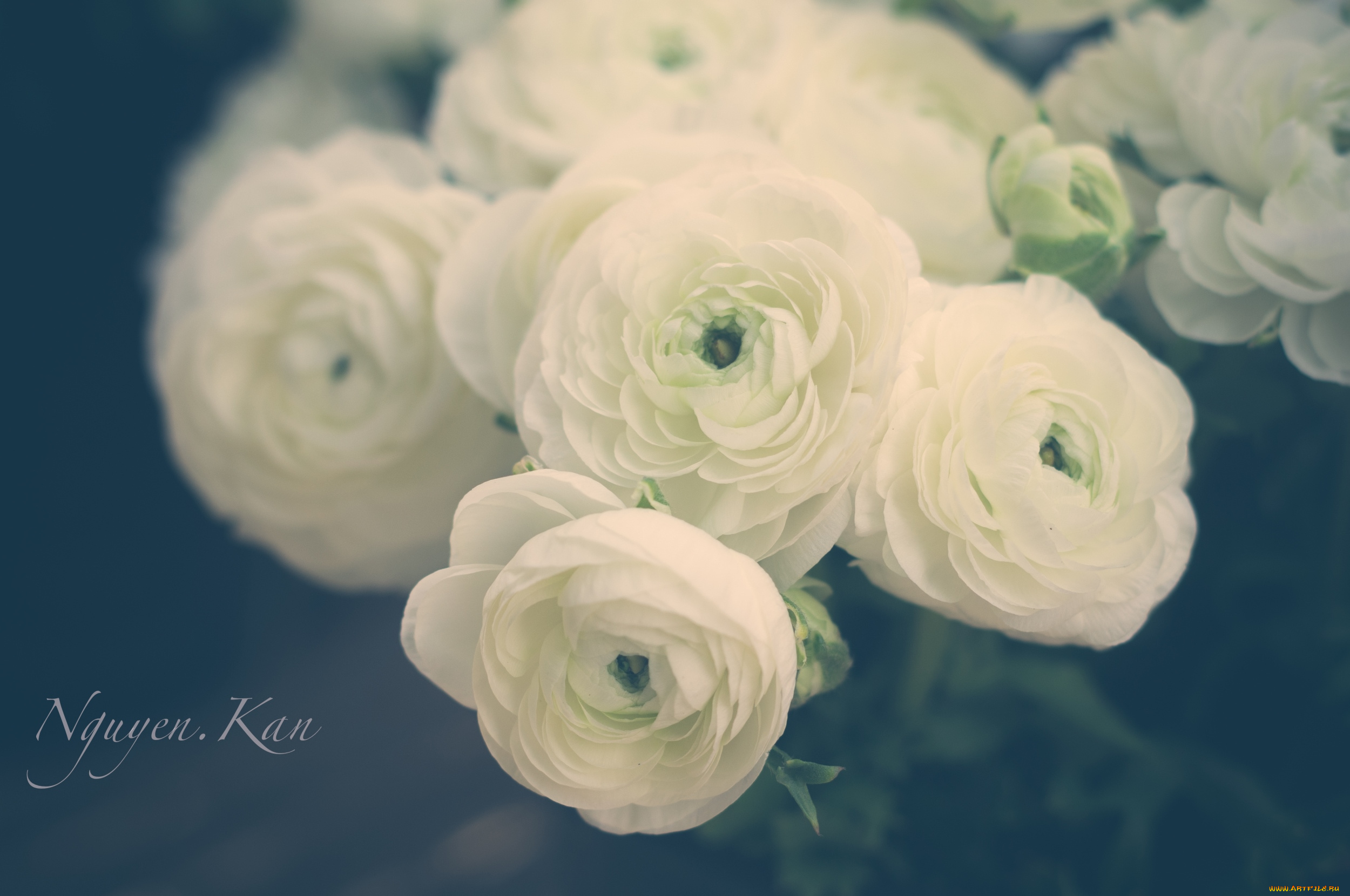 цветы, ранункулюс, азиатский, лютик, лютики