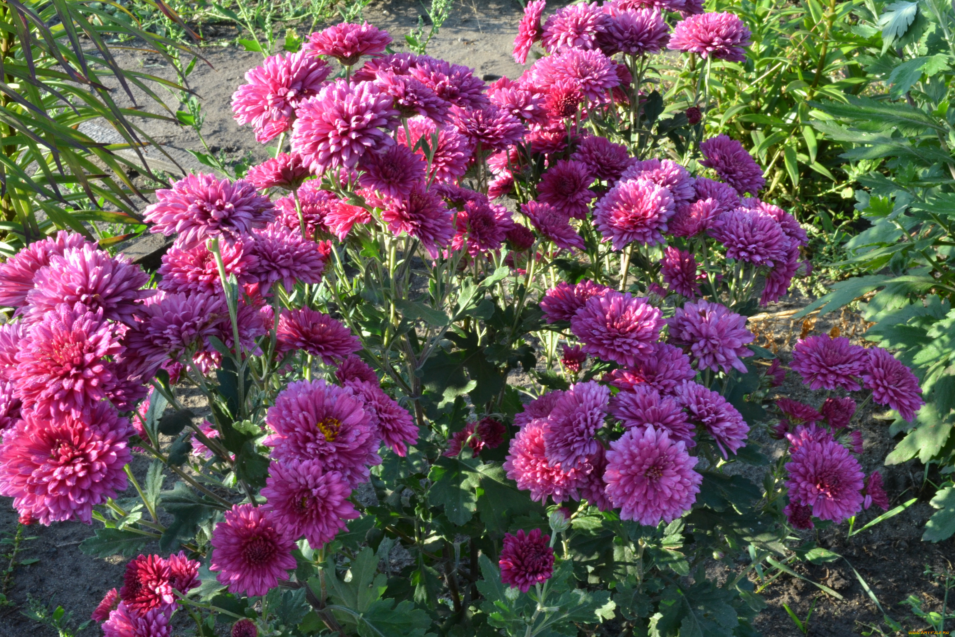 цветы, хризантемы, куст