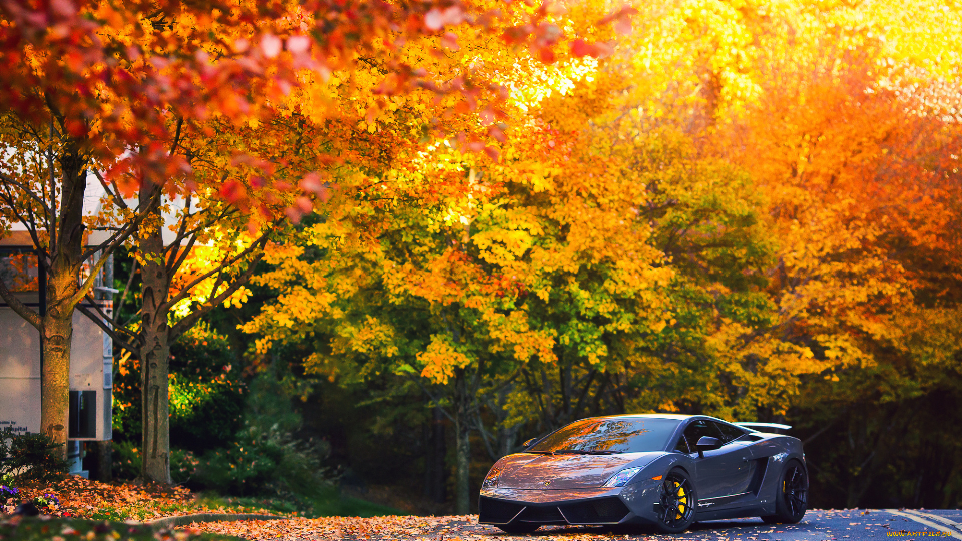 автомобили, lamborghini, lp570-4, superleggera, gallardo, осень, деревья