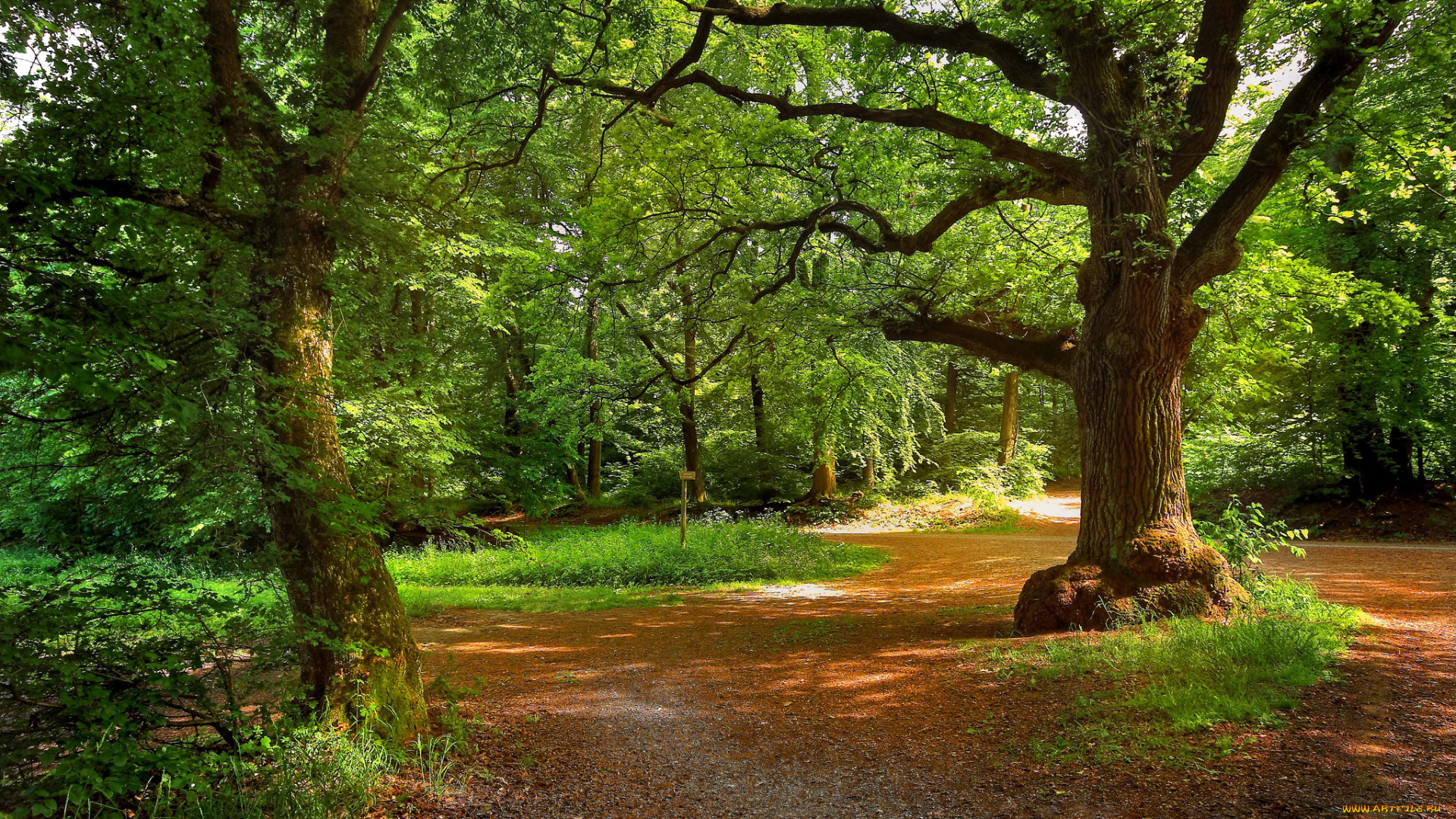 природа, дороги, лес, тропа