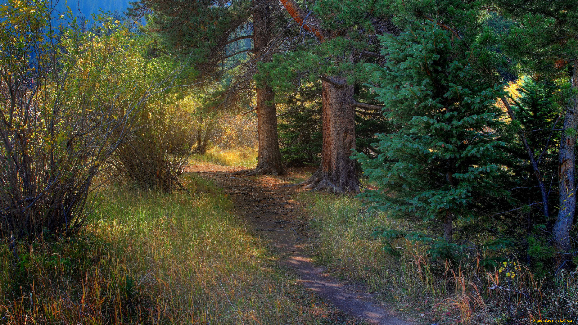 природа, дороги, лес, тропа