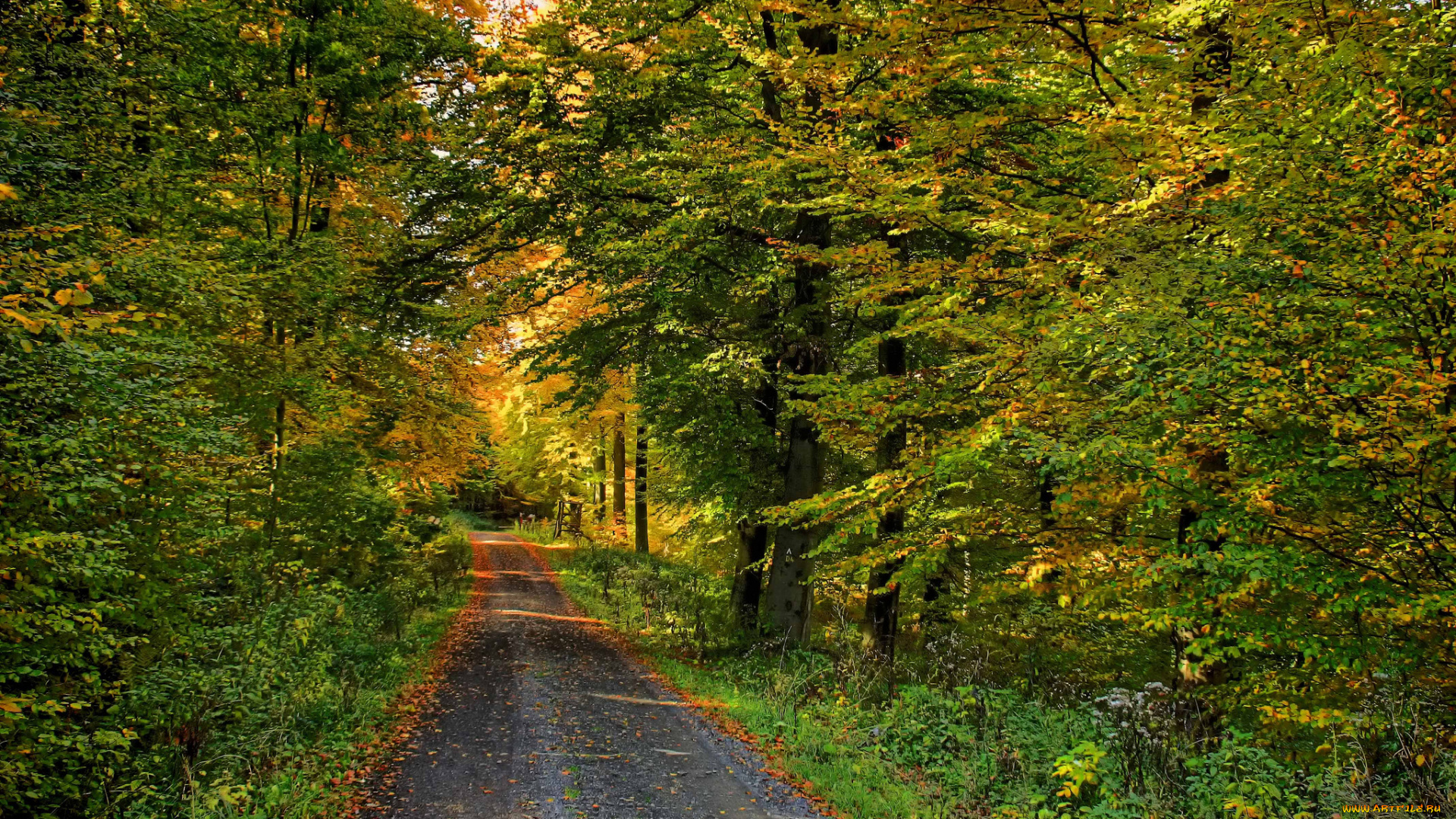 природа, дороги, осень, лес, листва, дорожка