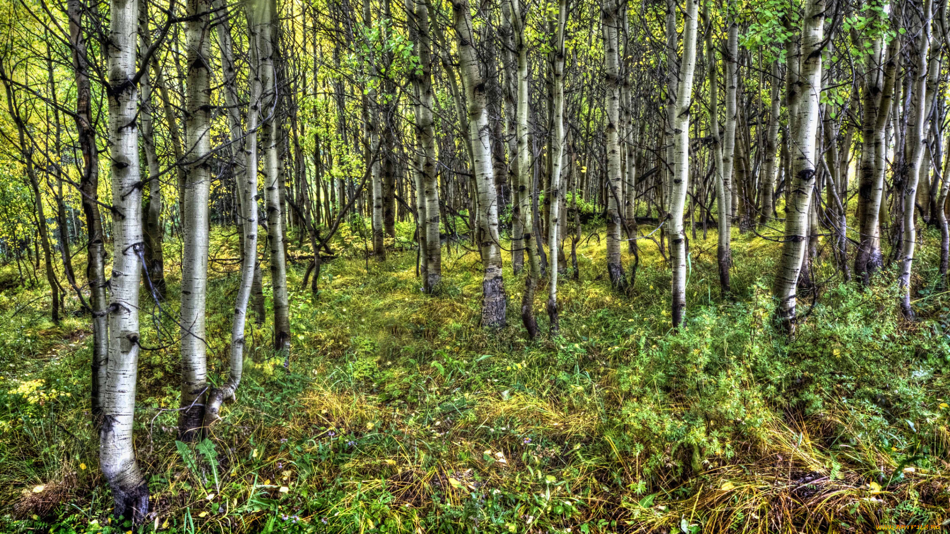 природа, лес, деревья, трава