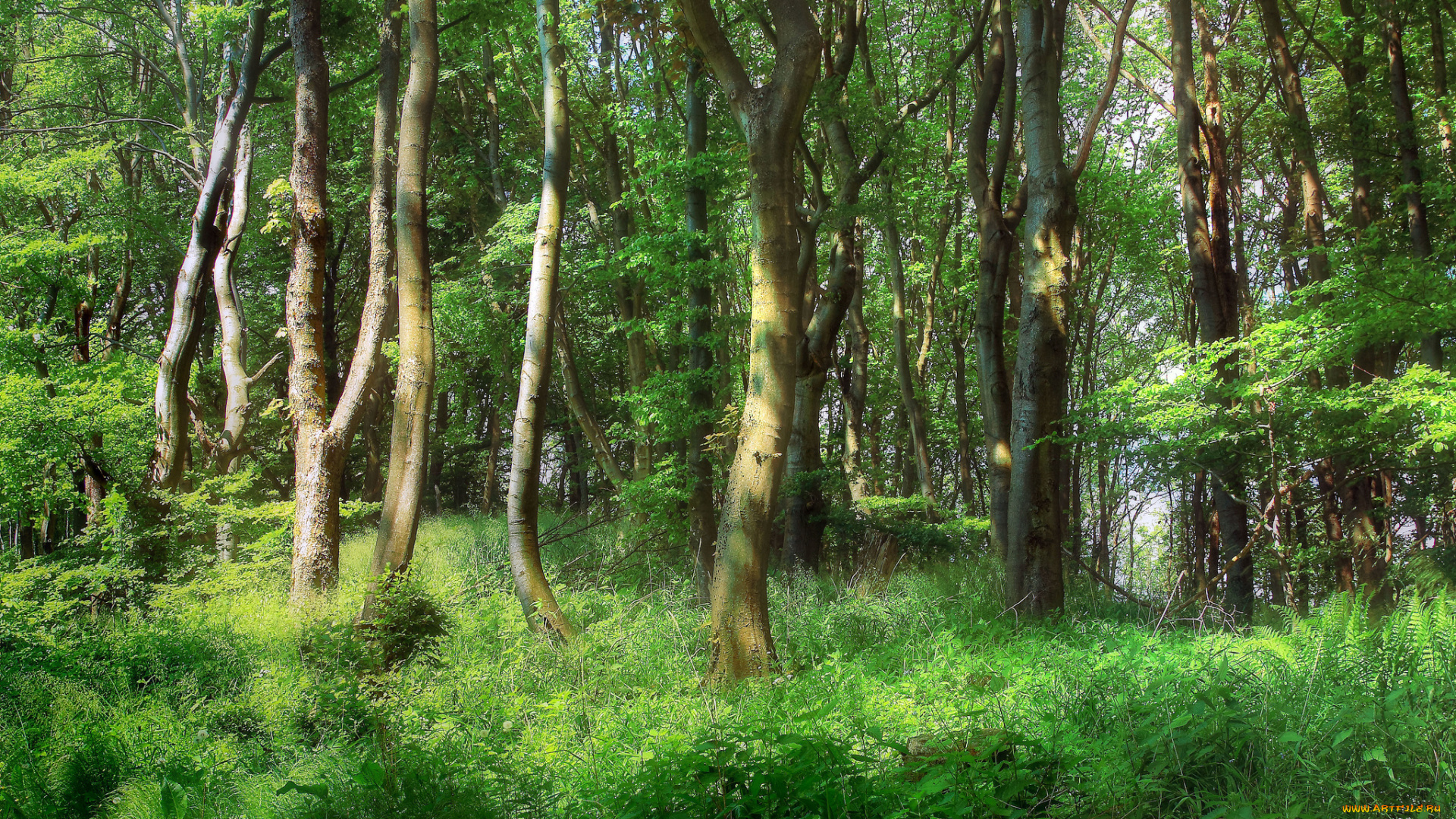 природа, лес, трава, деревья