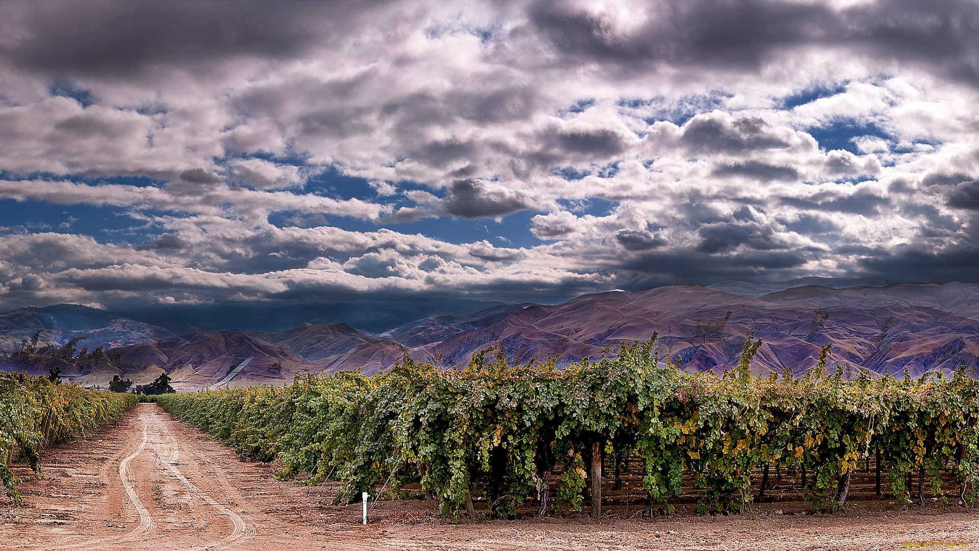 природа, поля, горы, виноградник, равнина